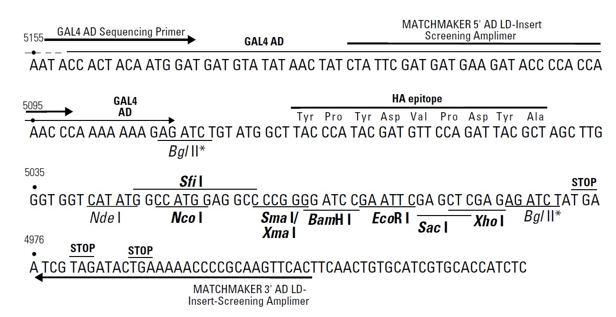 pACT2 AD载体多克隆位点 点击看大图 pACT2 AD多克隆位点